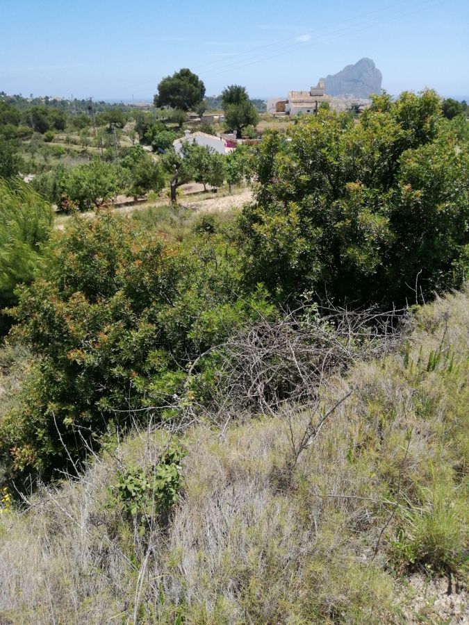 11,000 square meters of land for the construction of a house. Land with open and clear views of the Peñon de Ifach.