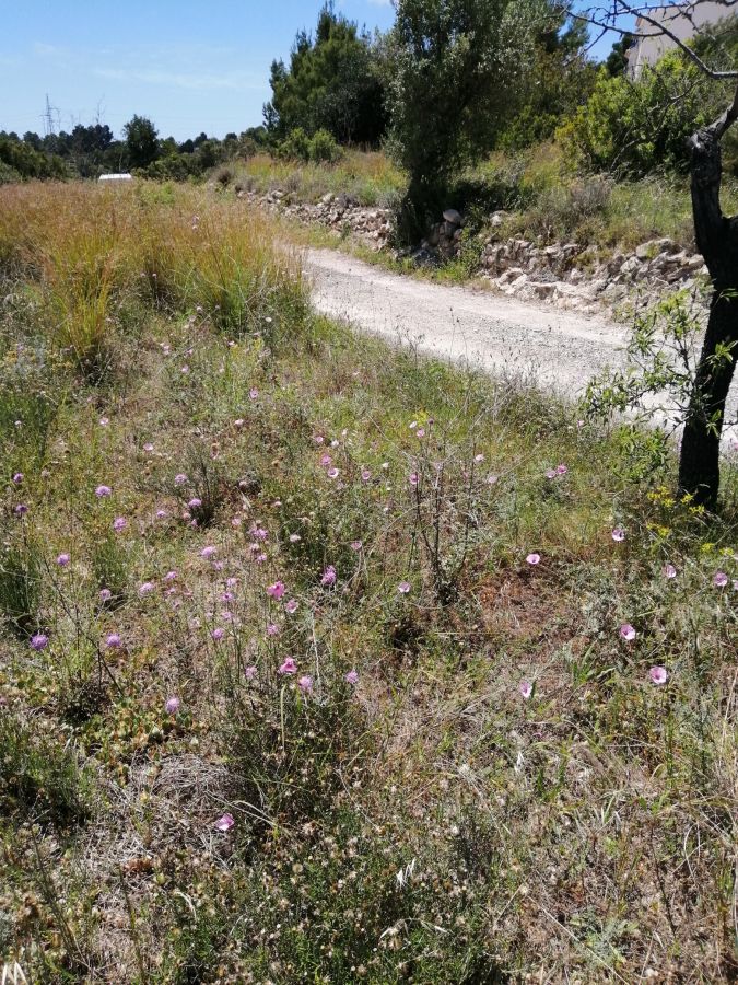 11,000 square meters of land for the construction of a house. Land with open and clear views of the Peñon de Ifach.
