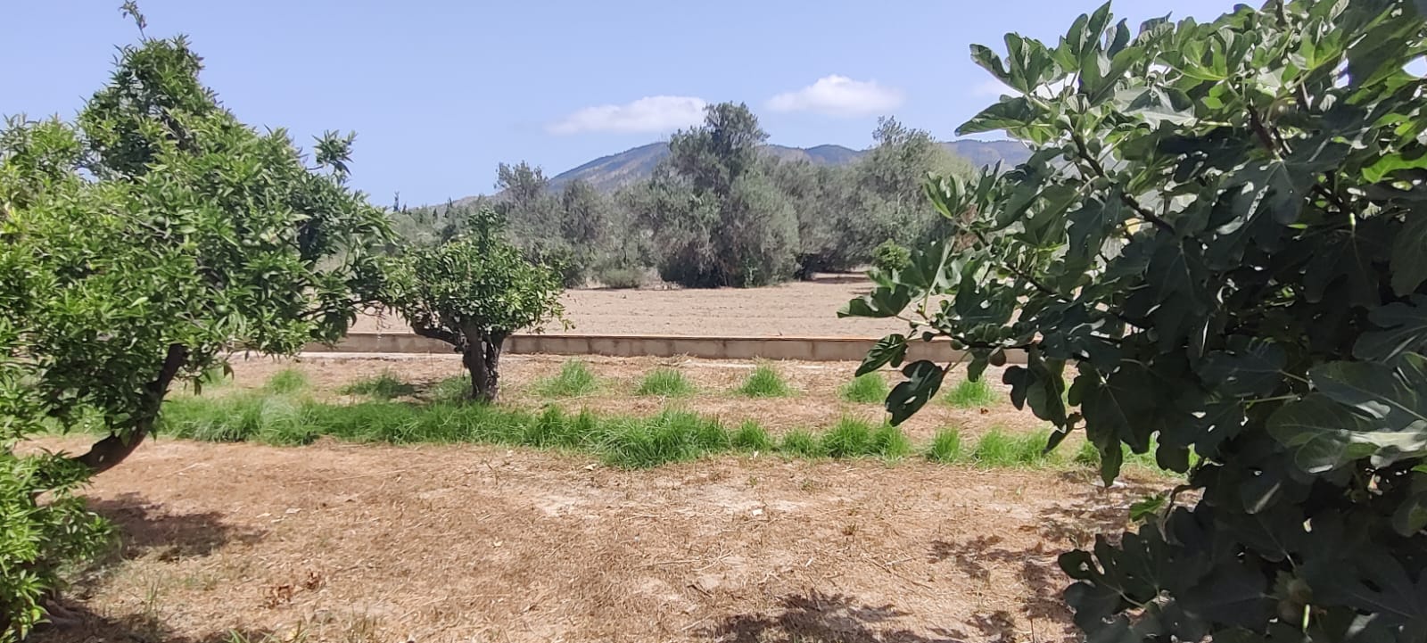 House with land